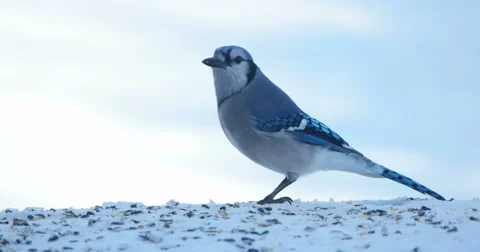 Blue jay eating seeds in winter Stock Footage 61061753