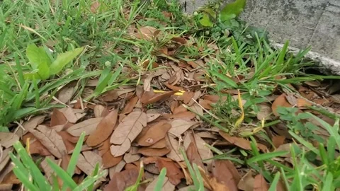 Blue Jay eats Mole Cricket Stock Footage 165954007