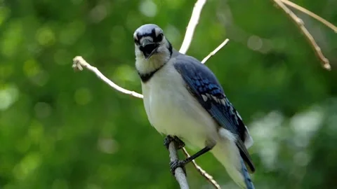 Blue Jay facing left puffs out its chest and looks at the camera quizzically 動画素材 157505720