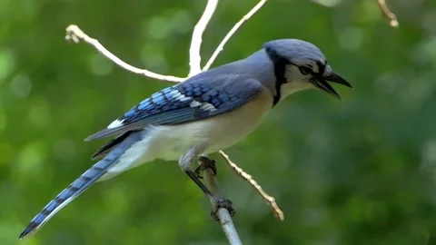 Blue Jay facing right looks around quizzically in all directions, even sideways 動画素材 157505723