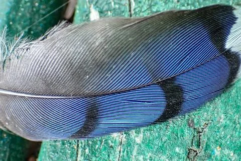 Blue-jay-feather-closeup-02 Stock Photos