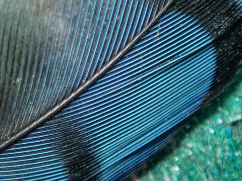 Blue-jay-feather-closeup Stock Photos