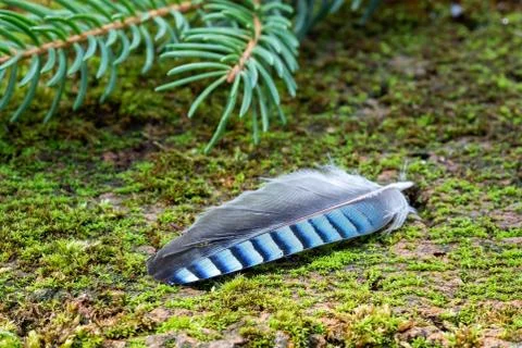 Blue jay feather on moss Stock Photos