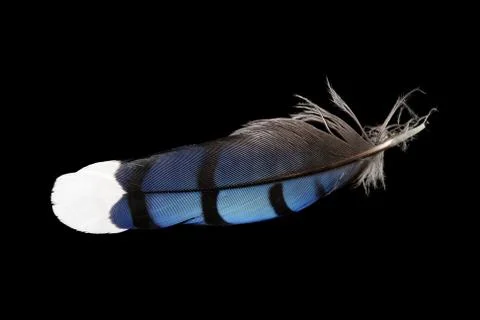 Blue jay feather Stock Photos