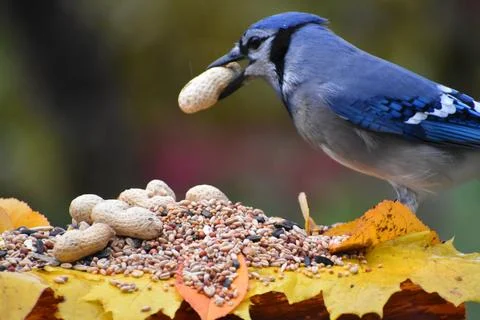 A blue jay at the feeder in the fall Stock Photos