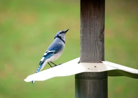 Blue Jay at feeder Stock Photos