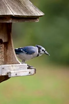 Blue Jay at feeder Stock Photos