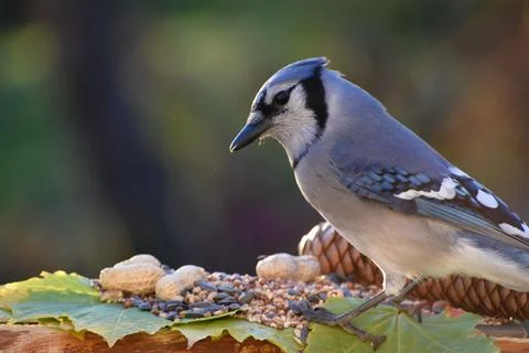 A blue jay at the feeder Stock Photos