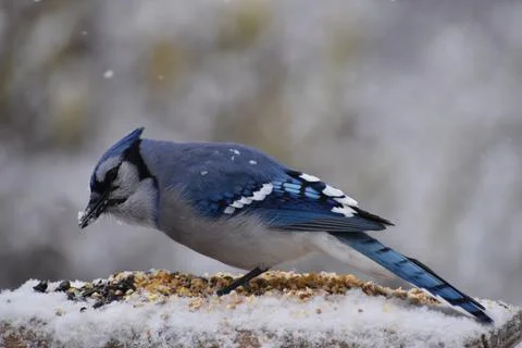A blue jay at the feeder Stock Photos
