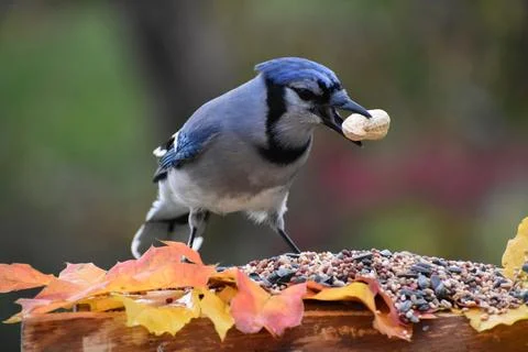 A blue jay at the feeder Stock Photos