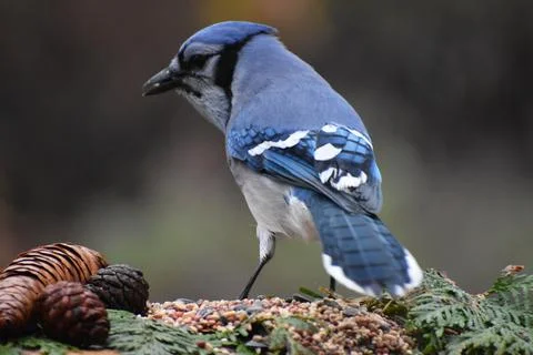 A blue jay at the feeder Stock Photos