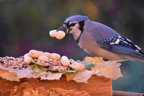 A blue jay at the feeder Stock Photos