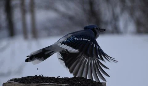 A blue jay at the feeder Stock Photos