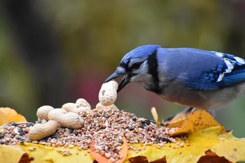 A blue jay at the feeder Stock Photos