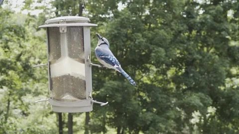 Blue Jay feeding at a bird feeder Stock Footage 229639949
