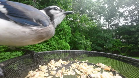 Blue Jay Feeding From Feeder Close up Stock Footage 250091900