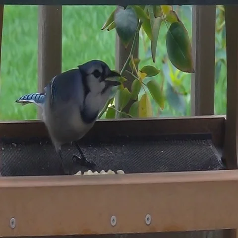 Blue Jay feeding on peanuts- slow motion Stock Footage 69551702