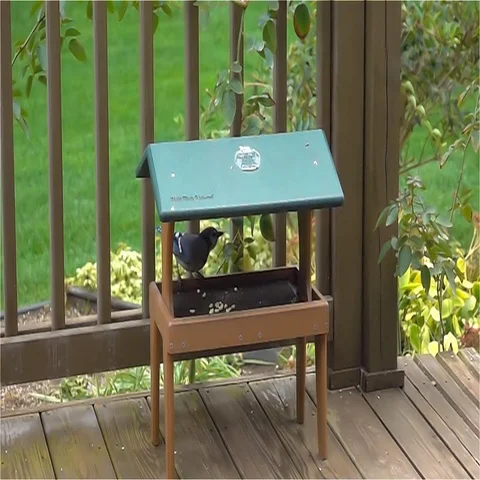 Blue Jay feeding on peanuts- slow motion Video stock 69552712