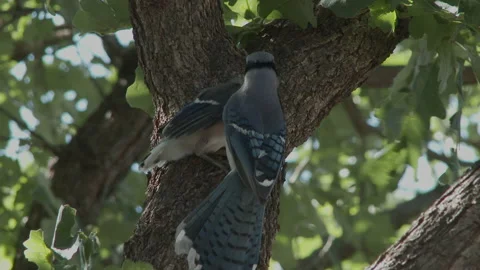 Blue jay feeds offspring in an oak tree, 4K. Stock Footage 154113220