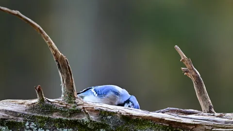 A Blue jay finding food on a fallen log Stock Footage 304874612