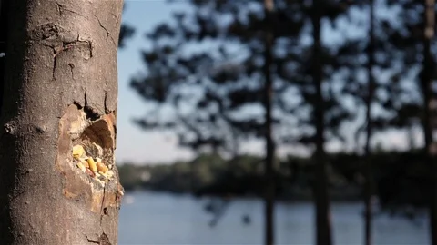 Blue jay flaps and claws to grab a peanut.. Stock-Footage 123445742