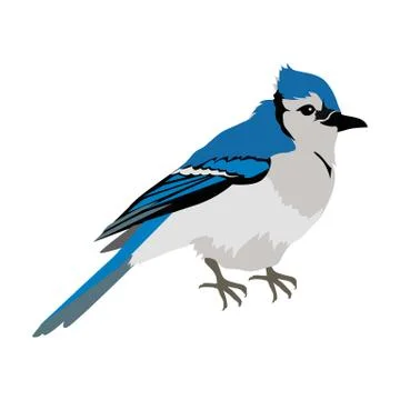 Blue Jay Flat Design Vector Illustration Stock Illustration