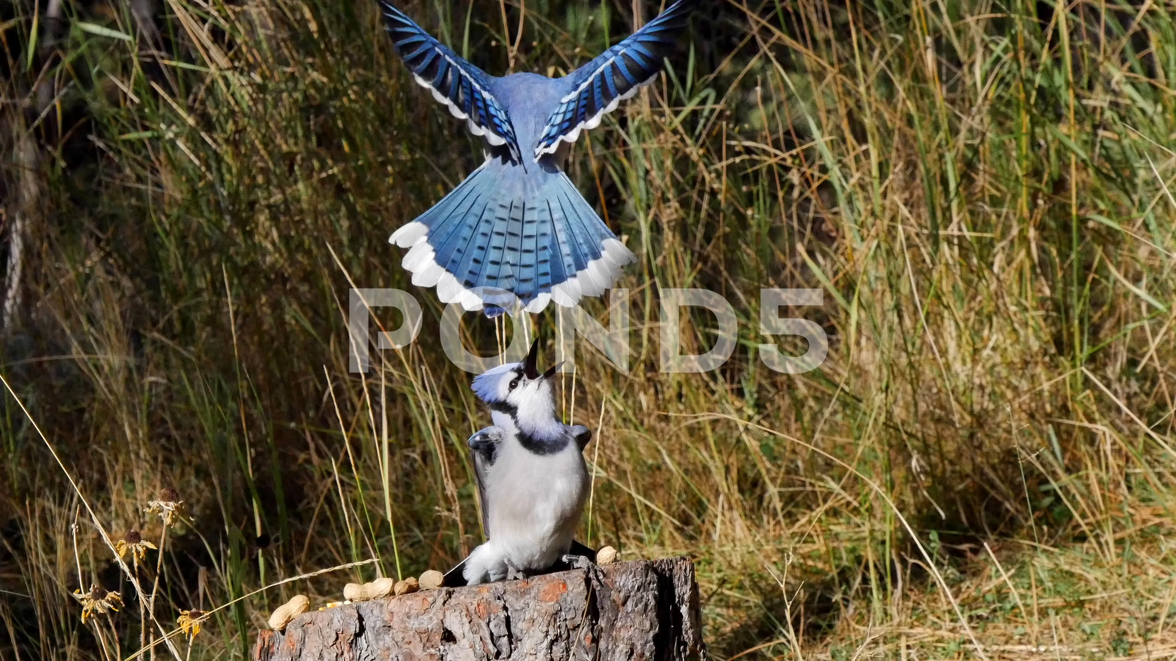 Fledgling Blue Jay Begging To Be Fed