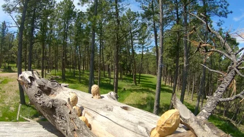 Blue Jay flies in and lands and then takes off Stock Footage 111684607