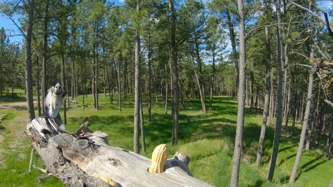 Blue Jay Flies In &amp; Lands Then Takes Off in SloMo Stock Footage 111685357