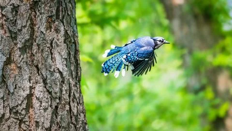 Blue Jay in Flight. Stock Photos