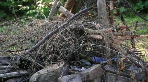 Blue Jay Video stock 770412