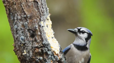 Blue Jay Stock Footage 37147241