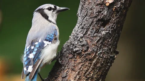 Blue Jay Stock Footage 39841595