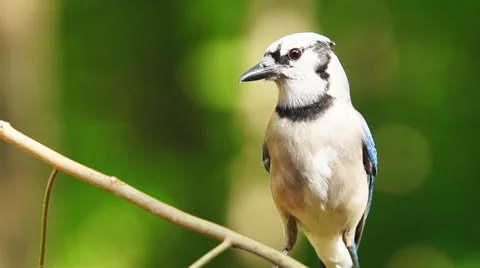 Blue Jay 動画素材 49663338