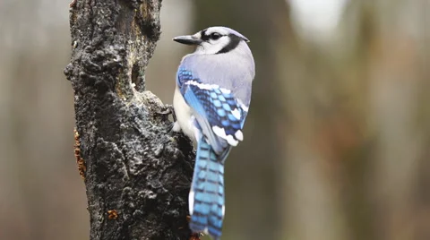 Blue Jay Stock Footage 58615025