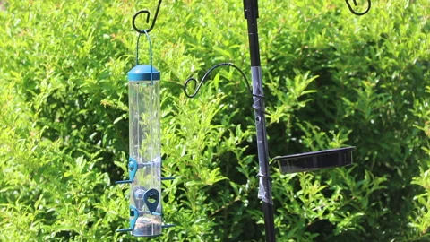 Blue Jay Vídeos de archivo 132672835