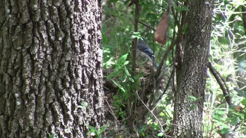 Blue Jay Stock Footage 154875803