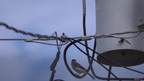 Blue jay Stock Footage 170249123