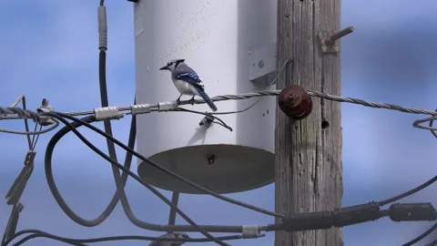 Blue jay Stock Footage 170249128
