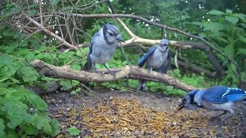 Blue Jay Video stock 279471683