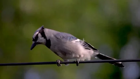 Blue Jay Video stock 279472333