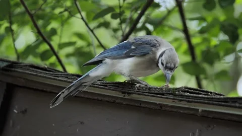 Blue jay Stock Footage 330075490