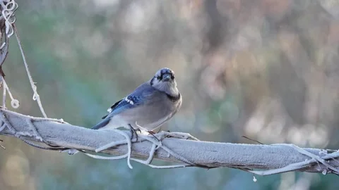 Blue Jay foraging on snowy tree stump during winter morning in the forest Vídeo Stock 334664405