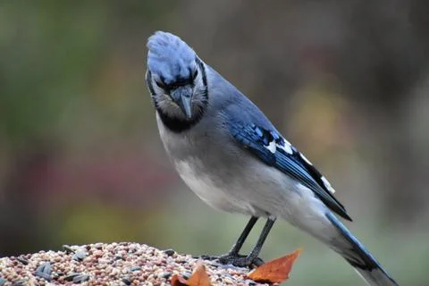 A blue jay in the garden in the fall Stock Photos