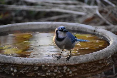 A blue jay in the garden in the fall Stock Photos