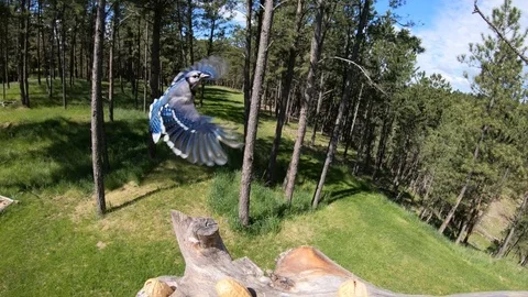 Blue Jay gives side views as it veers off and lands on a branch - SloMo Stock Footage 111687026
