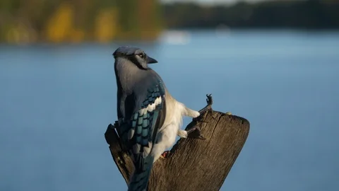 Blue Jay grabs some nuts on this fall day at sunset by the lake. Video stock 88721545
