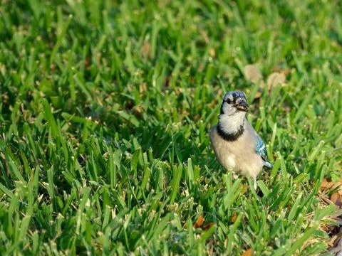 Blue Jay in Grass Stock Photos