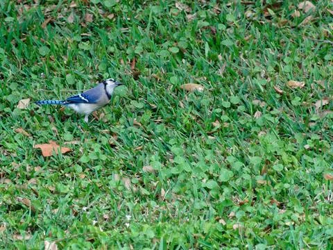Blue Jay in Grass Stock Photos