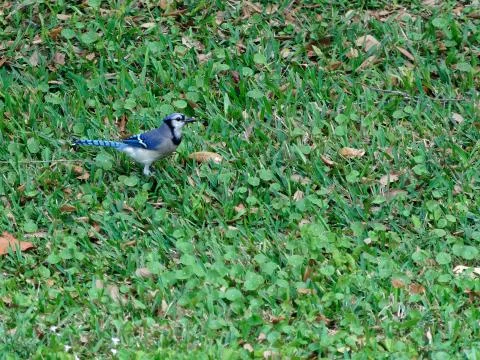 Blue Jay in Grass Stock-Fotos